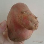 Potato