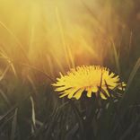 Artwork for "Bansyun"