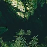 Artwork for "Jungle Mania"