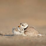 Artwork for "Fisuras"