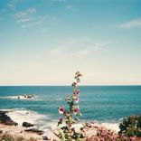 Artwork for "the flower we saw that day"