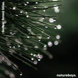 Artwork for "Boreal Forest Bliss: Finnish Lapland"