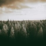 Portada para "Forest rite"