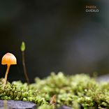 Artwork für "Gvidilo"