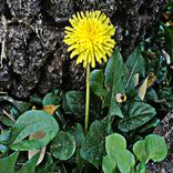 Portada para "Le Confinament EP"