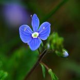 Let Me See Your Eyes