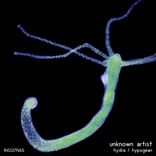 Artwork for "Hydra / Hypogean"