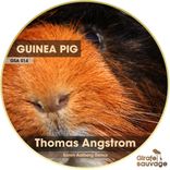 Artwork for "Guinea Pig"