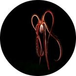 Artwork für "Bodthis EP"