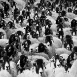 Artwork für "Guriga"