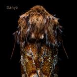 Artwork for "Sonata"