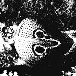 Artwork for "Revolution of Cobra"