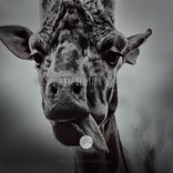 Artwork for "Raveolution EP"