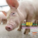 Artwork voor "Rosarecchiaporc"