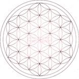 Artwork für "Wild Field"