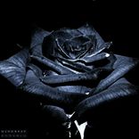 Artwork for "Rosablu"