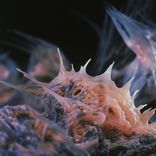 Artwork for "Coureur d'étoiles"