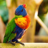 Sons dos Pássaros Cantando Pt.7