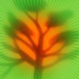 Always Open (Falle's Roots)