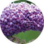 Portada para "The Second City"