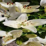 Artwork for "De circonstance"