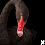 Artwork for "No Stones"