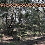 Artwork for "Leopard Tape 001"