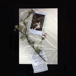 Artwork voor "ANGELO"