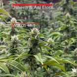 Artwork for "Watch This"