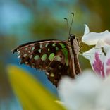 Artwork for "Satisfied Show"