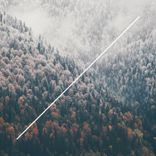 Artwork for "Sunlight Trees / Frequency Dawn"