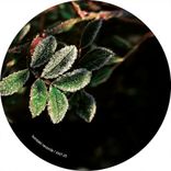 Artwork for "Lakeland Dubs"