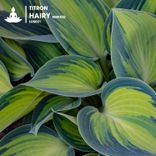 Artwork for "Hairy (Remixes)"