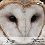 Artwork for "Orange"