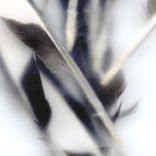 Artwork voor "Angel Wing"