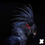 Artwork für "Dragonfly"