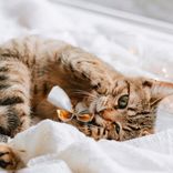 Portada para "Cat Meowing Sounds"