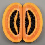 Artwork for "Invidia"