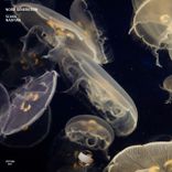 Artwork voor "Scuba"