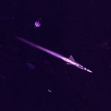 Artwork for "Triumph"