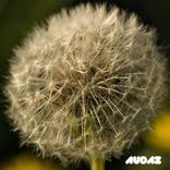 Artwork for "Whistleblower"