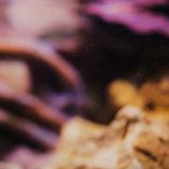 Artwork for "Inner Funk"