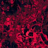 Portada para "Drift Crimson"