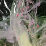 Artwork for "Chameleon"