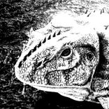 Artwork voor "Beuh Magique (Frapcore Remix)"