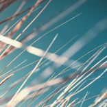 Artwork for "The Wind"