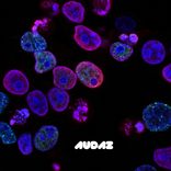 Artwork for "Membrana"