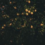 Artwork for "Solar Kingdom"