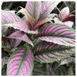 Artwork for "Winter Garden"