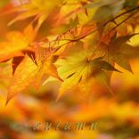 Artwork for "Autumn"